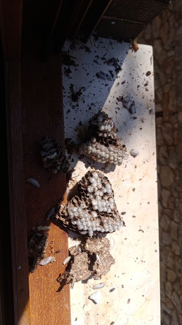 Favi di vespa spezzati, con le celle di covata bianche ancora piene, appoggiati su un davanzale di marmo al sole